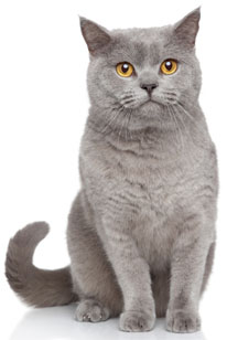 1 chaton British Shorthair à vendre (1 mâle)