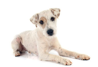 Parson Russell Terrier (Terrier du Révérend Russell)