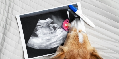 chien tête posée devant un résultat de grossesse et un photo d'échographie