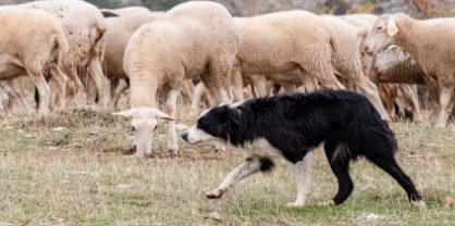 border collie rassemblant un troupeau de mouton