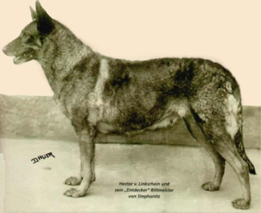 Horand von Grafrath, chien à partir duquel Max von Stephanitz définit le standard du berger allemand (1899).