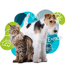 Chien chat : qui est le plus intelligent ?