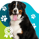 Sélection des races