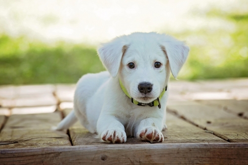 chiot blanc couché sur une terrasse en bois