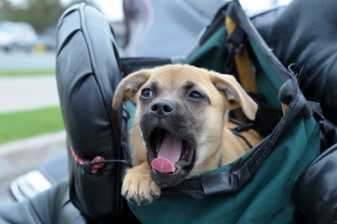 chiot baillant dans un sac à dos