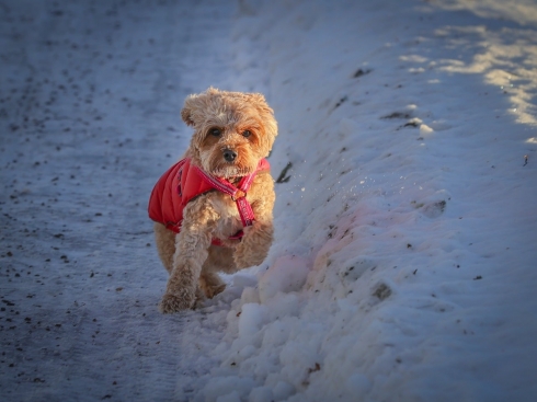 chien avec doudoune rouge courant dans la neige