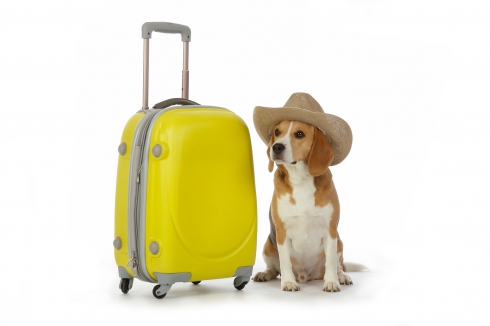 chien à côté d'une valise
