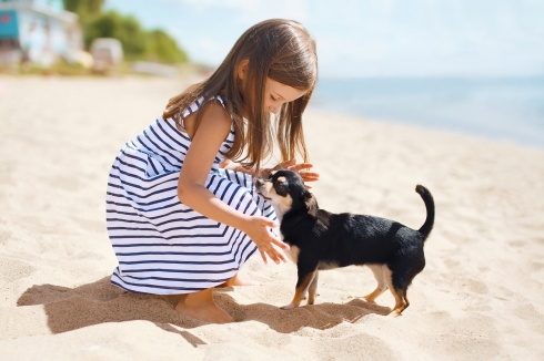 petite fille sur la plage avec un chihuahua