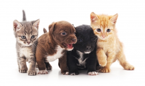 chiots et chatons en train de jouer