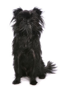 Affenpinscher (Griffon singe, Zwergaffen)