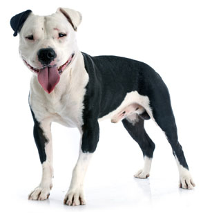 American Staffordshire Terrier (Staffordshire Terrier Américain)