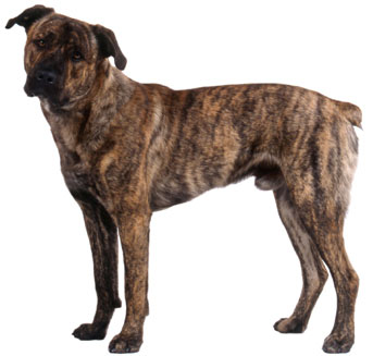 Cao Fila de Sao Miguel (fila de Saint Miguel, fila de São Miguel)