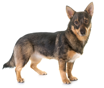 Chien des Goths (Vastgotaspets - Chien des Goths de l'Ouest - Spitz des Visigoths - Berger Suédois - Vallhund Suédois)