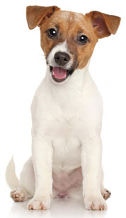 Jack Russell Terrier (Jack Russell)
