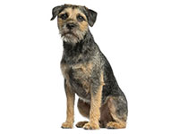 Border Terrier