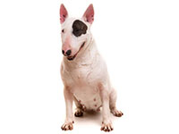 Bull Terrier