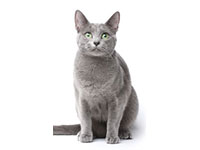 Chat Bleu Russe