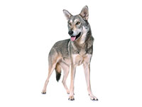 Chien Loup de Saarloos