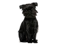 Griffon Belge