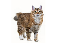 Kurilian Bobtail