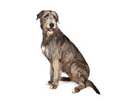 Wolfhound