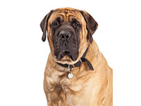 Mastiff