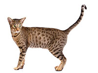 Ocicat