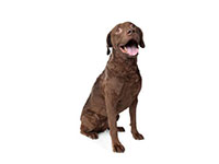 Chesapeake bay Retriever