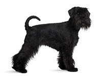 Schnauzer géant