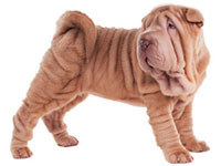 Shar Peï