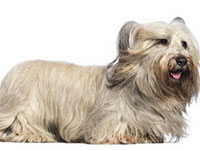 Skye Terrier