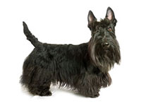 Terrier Ecossais