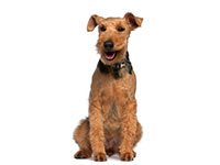 Welsh Terrier