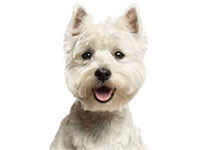 West Highland Terrier