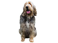 Otterhound