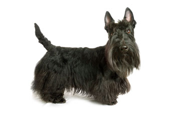 Terrier Ecossais