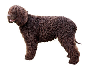 Jouet Pour Chien En Forme De Fusée Avec Corde - Coton Résistant, Couineur, Pour Petites Races